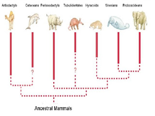 BUKTI EVOLUSI