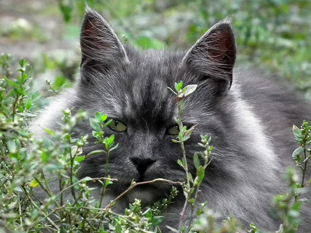Siberia| Interesting information and facts about the Siberian cat breed