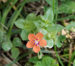 Tiny pretty flower on the lawn