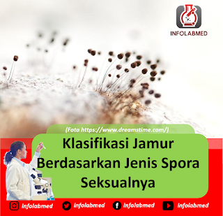 Klasifikasi Jamur Berdasarkan Jenis Spora Seksualnya