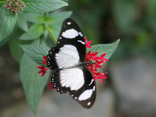 Papilio dardanus - Mouchoir volant 