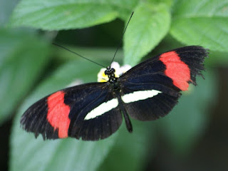 Heliconius erato