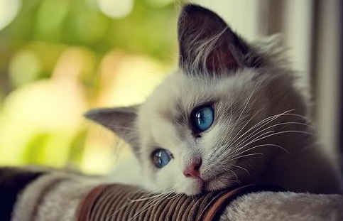 foto kucing bermata biru, kucing galau