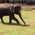 Ελέφαντας σώζει το φροντιστή του από επίθεση αγνώστου!