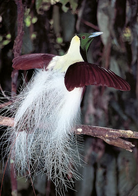 Emperor Bird of Paradise, Paradisaea Guiliemi,Bird of paradise, Paradisaeidae Family., 