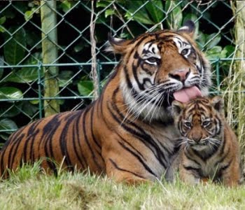 Gambar Harimau Dan Anaknya