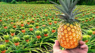 ✓ 13 Benefits of Pineapple and Salt for Health