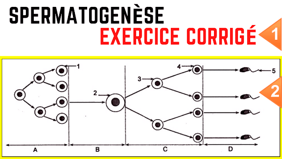Processus de la spermatogenèse | Mécanisme du contrôle hormonal de la spermatogenèse | Exercice corrigé