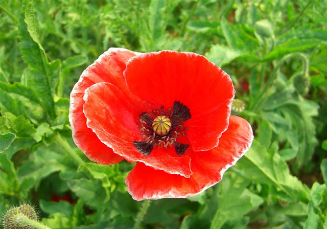 Corn Poppy Flowers Pictures