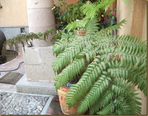 fern 003