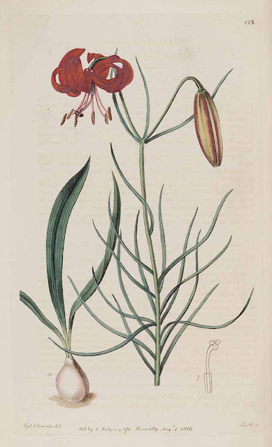 Лилия карликовая (Lilium pumilum)