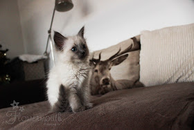 Ragdoll kitten