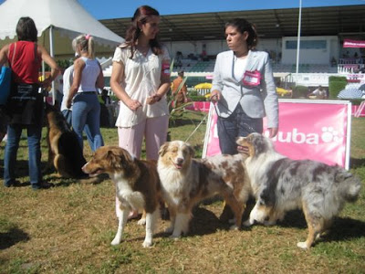 australian shepherd