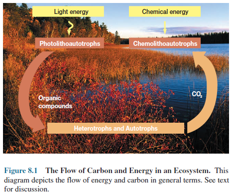 Flow of Carbon and Energy in an Ecosystem