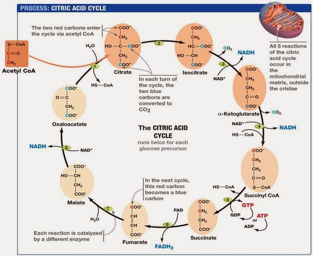 citric acid cycle
