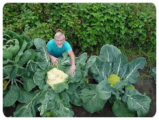 special plant giant cauliflower