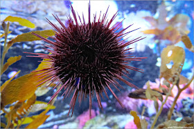 New England Aquarium: Olympic Coast Santuary