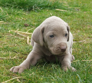 Weimaraner Puppy Pictures