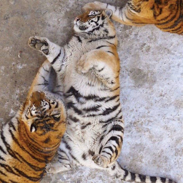 Harimau Obesiti Di China, Chubby tigers in Harbin, harimau gemuk, haiwan buas gemuk