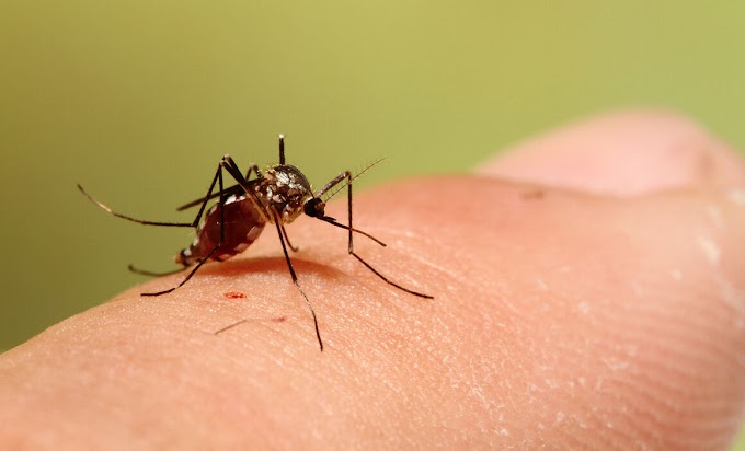 Aedes triseriatus - o principal vetor do vírus La Crosse