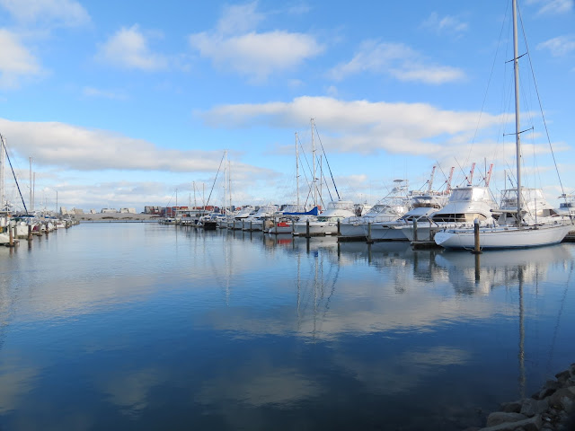 tauranga, dolphins, cruise, newzealand