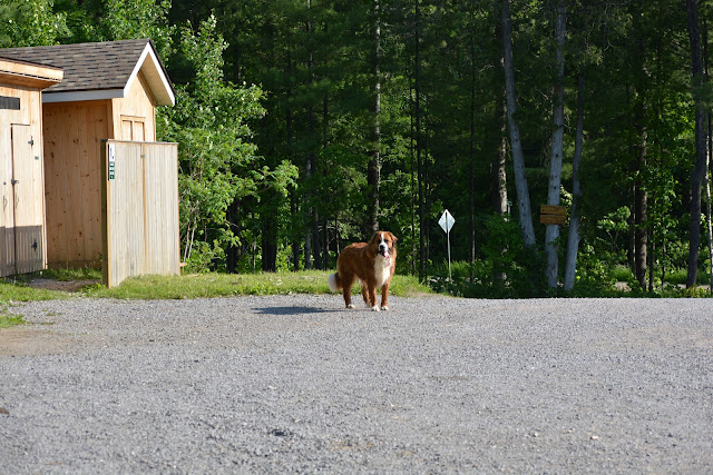 COVID-19 and your pet: What Ontario's 'stage one' reopening plan means for veterinary care and pet services