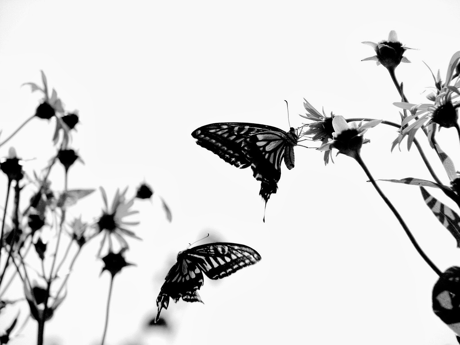Unduh 530 Background Abstrak Kupu-Kupu Paling Keren