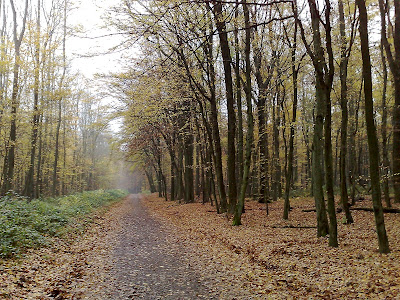 autumn, leaves, path, woods