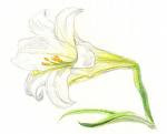 This flower is an Easter lily.