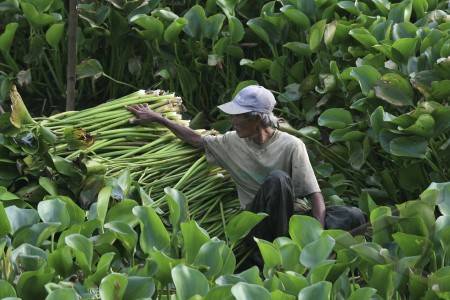 Ilmu Textill Serat  Alam Batang  Dan Daun Serat  Batang  dan Daun