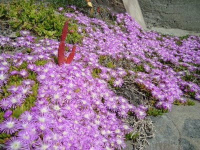 Beautiful April Flowers, Flowers of April