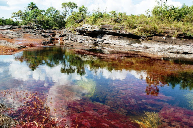 cano cristales 7%255B2%255D أجمل أنهار العالم ، نهر كانو كريستال ذو الألوان الخمسة في كولومبيا