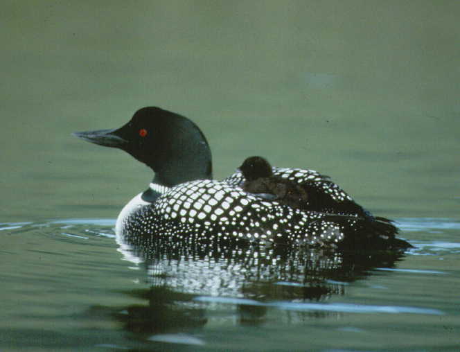 common loon range. tattoo Common Loon common loon