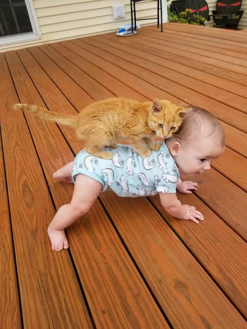This cat riding a baby
