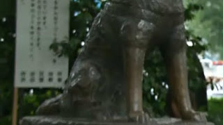 Hachiko meninggal karena kanker?