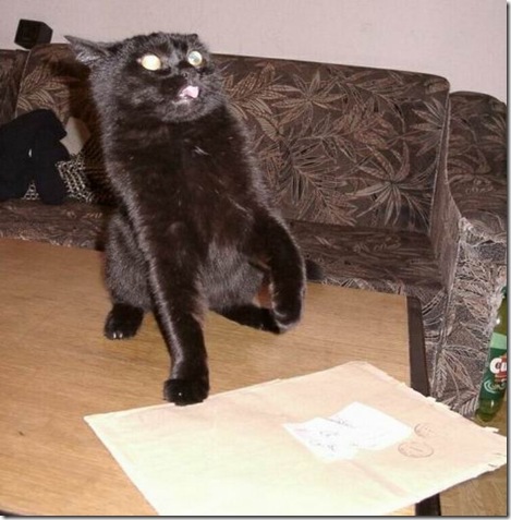 crazy-cat