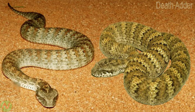 Death adder snake