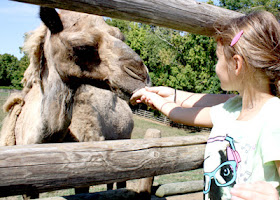 It was fun to watch this camel. He has learned to catch food that visitors throw into his mouth. Tessa's aim was a little lot off, so she feed him the old fashioned way.
