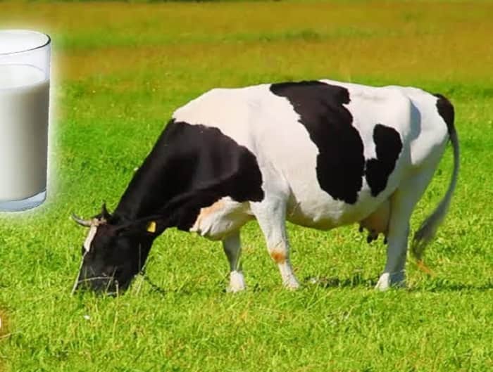 How Does Green Grass Turn Into White Milk? | Scientific Process of Milk Production