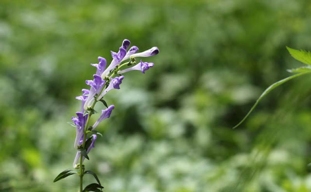 Baikal Skullcap Flowers Pictures