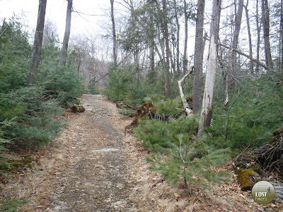 Área de pinos en Arden SuperBridge Trail