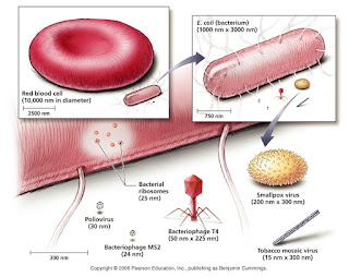 Perbandingan ukuran virus dengan bakteri dan sel darah merah