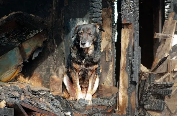 Συγκλονίζει η υπεύθυνη του καταφυγίου ζώων που τυλίχθηκε στις φλόγες στο Λαγονήσι: «Αυτή τη στιγμή θέλω να πεθάνω»