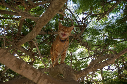 Why Cats Are Not Dogs by Omar Cherif, One Lucky Soul