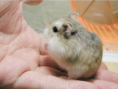 Dwarf Hamster