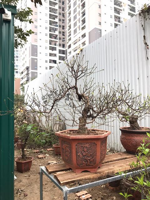 Đào Bonsai tại Thuê Đào Tết.com đã lên kệ Nhật Tân chờ mang sắc xuân đến từng nhà ! 0972.874.772