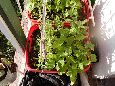 Beans and Peas container