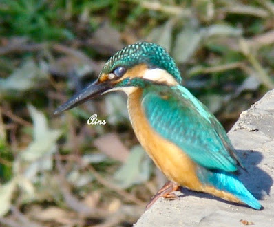 "Common Kingfisher - Alcedo atthis uncommon,scanning for fish Mt Abu."