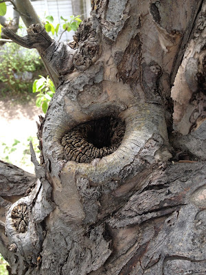 Heart Wood Rot in an Old Mature Apple Tree