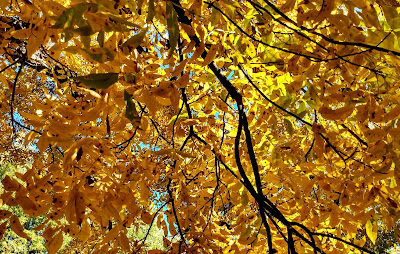 fall leaves in pecan grove 2021